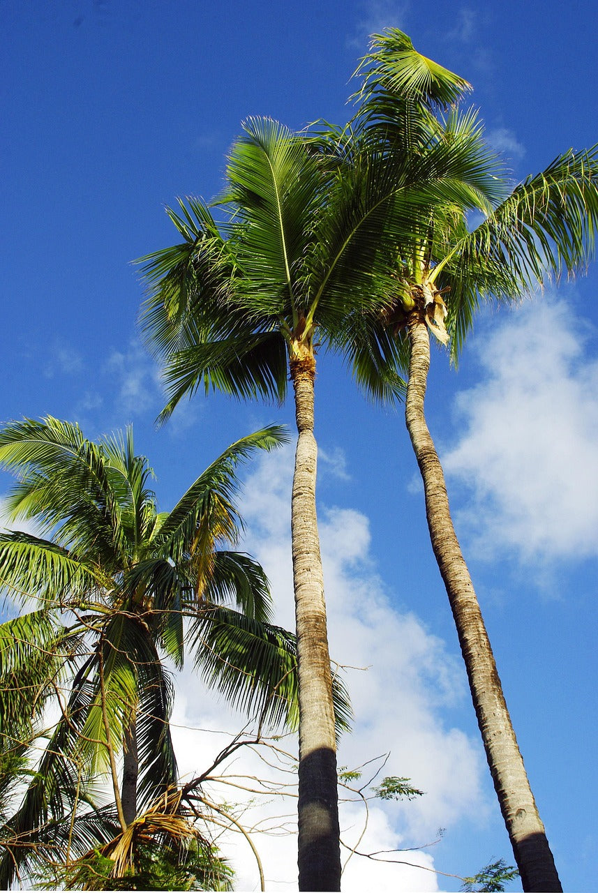 Punta Cana